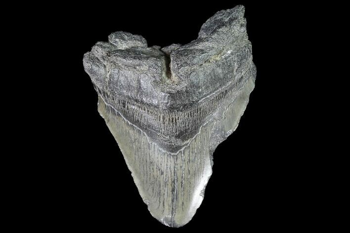 Partial, Fossil Megalodon Tooth #88858
